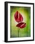 Anthurium, Flower, Blossoms, Still Life, Red, Green-Axel Killian-Framed Photographic Print