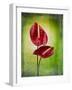 Anthurium, Flower, Blossoms, Still Life, Red, Green-Axel Killian-Framed Photographic Print