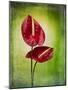 Anthurium, Flower, Blossoms, Still Life, Red, Green-Axel Killian-Mounted Photographic Print