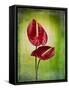 Anthurium, Flower, Blossoms, Still Life, Red, Green-Axel Killian-Framed Stretched Canvas