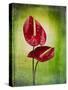 Anthurium, Flower, Blossoms, Still Life, Red, Green-Axel Killian-Stretched Canvas