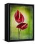 Anthurium, Flower, Blossoms, Still Life, Red, Green-Axel Killian-Framed Stretched Canvas