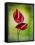 Anthurium, Flower, Blossoms, Still Life, Red, Green-Axel Killian-Framed Stretched Canvas