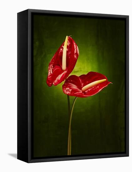 Anthurium, Flower, Blossoms, Still Life, Red, Green-Axel Killian-Framed Stretched Canvas