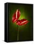 Anthurium, Flower, Blossoms, Still Life, Red, Green-Axel Killian-Framed Stretched Canvas