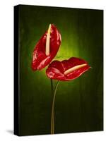 Anthurium, Flower, Blossoms, Still Life, Red, Green-Axel Killian-Stretched Canvas
