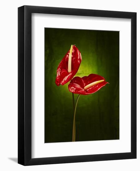 Anthurium, Flower, Blossoms, Still Life, Red, Green-Axel Killian-Framed Premium Photographic Print