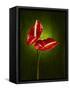 Anthurium, Flower, Blossoms, Still Life, Red, Green-Axel Killian-Framed Stretched Canvas