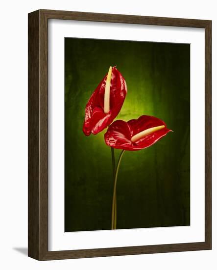 Anthurium, Flower, Blossoms, Still Life, Red, Green-Axel Killian-Framed Photographic Print