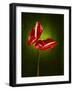 Anthurium, Flower, Blossoms, Still Life, Red, Green-Axel Killian-Framed Photographic Print