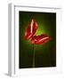 Anthurium, Flower, Blossoms, Still Life, Red, Green-Axel Killian-Framed Photographic Print