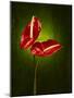 Anthurium, Flower, Blossoms, Still Life, Red, Green-Axel Killian-Mounted Photographic Print