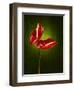 Anthurium, Flower, Blossoms, Still Life, Red, Green-Axel Killian-Framed Photographic Print