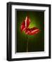 Anthurium, Flower, Blossoms, Still Life, Red, Green-Axel Killian-Framed Photographic Print