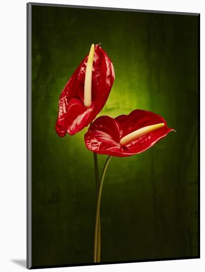 Anthurium, Flower, Blossoms, Still Life, Red, Green-Axel Killian-Mounted Photographic Print