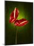 Anthurium, Flower, Blossoms, Still Life, Red, Green-Axel Killian-Mounted Photographic Print