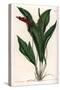 Anthurium Gracile - Engraved Board by S.Watts, from an Illustration by Sarah Anne Drake (1803-1857)-Sydenham Teast Edwards-Stretched Canvas