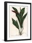 Anthurium Gracile - Engraved Board by S.Watts, from an Illustration by Sarah Anne Drake (1803-1857)-Sydenham Teast Edwards-Framed Giclee Print