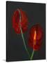 Anthurium, Heart Flower, 2008-Deborah Barton-Stretched Canvas