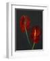 Anthurium, Heart Flower, 2008-Deborah Barton-Framed Giclee Print