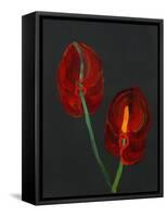 Anthurium, Heart Flower, 2008-Deborah Barton-Framed Stretched Canvas