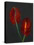 Anthurium, Heart Flower, 2008-Deborah Barton-Stretched Canvas