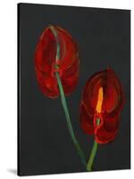 Anthurium, Heart Flower, 2008-Deborah Barton-Stretched Canvas