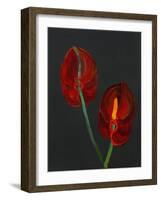 Anthurium, Heart Flower, 2008-Deborah Barton-Framed Giclee Print