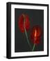 Anthurium, Heart Flower, 2008-Deborah Barton-Framed Giclee Print