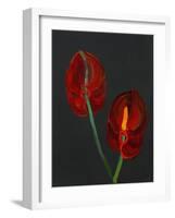 Anthurium, Heart Flower, 2008-Deborah Barton-Framed Giclee Print