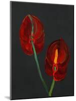 Anthurium, Heart Flower, 2008-Deborah Barton-Mounted Giclee Print