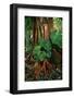 Anthurium Leaves and Red Mangrove-Darrell Gulin-Framed Photographic Print