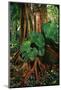 Anthurium Leaves and Red Mangrove-Darrell Gulin-Mounted Photographic Print