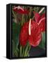 Anthurium, Martinique, West Indies, Caribbean, Central America-Thouvenin Guy-Framed Stretched Canvas
