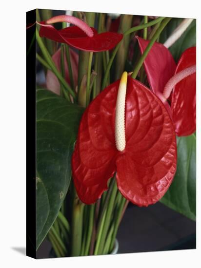 Anthurium, Martinique, West Indies, Caribbean, Central America-Thouvenin Guy-Stretched Canvas