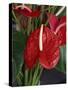 Anthurium, Martinique, West Indies, Caribbean, Central America-Thouvenin Guy-Stretched Canvas