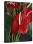 Anthurium, Martinique, West Indies, Caribbean, Central America-Thouvenin Guy-Stretched Canvas