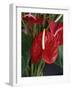 Anthurium, Martinique, West Indies, Caribbean, Central America-Thouvenin Guy-Framed Photographic Print