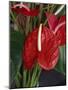 Anthurium, Martinique, West Indies, Caribbean, Central America-Thouvenin Guy-Mounted Photographic Print