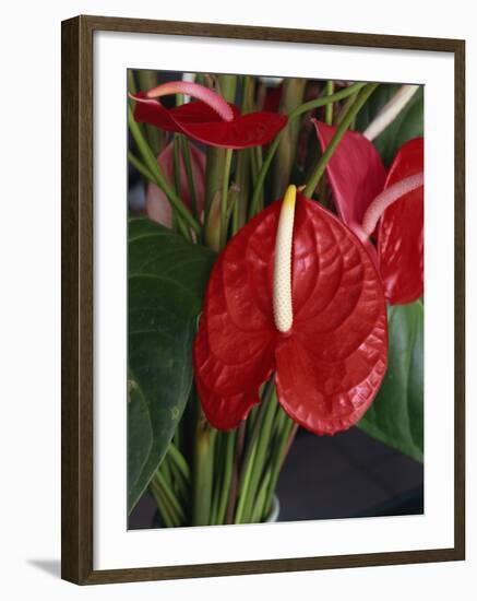 Anthurium, Martinique, West Indies, Caribbean, Central America-Thouvenin Guy-Framed Photographic Print