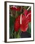 Anthurium, Martinique, West Indies, Caribbean, Central America-Thouvenin Guy-Framed Photographic Print