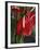 Anthurium, Martinique, West Indies, Caribbean, Central America-Thouvenin Guy-Framed Photographic Print