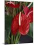 Anthurium, Martinique, West Indies, Caribbean, Central America-Thouvenin Guy-Mounted Photographic Print