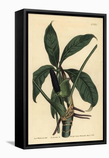 Anthurium Palmatum (Five-Leaved Pothos, Pothos Pentaphylla)-Sydenham Teast Edwards-Framed Stretched Canvas