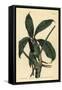 Anthurium Palmatum (Five-Leaved Pothos, Pothos Pentaphylla)-Sydenham Teast Edwards-Framed Stretched Canvas