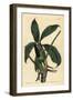 Anthurium Palmatum (Five-Leaved Pothos, Pothos Pentaphylla)-Sydenham Teast Edwards-Framed Giclee Print