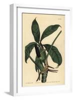 Anthurium Palmatum (Five-Leaved Pothos, Pothos Pentaphylla)-Sydenham Teast Edwards-Framed Giclee Print