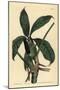 Anthurium Palmatum (Five-Leaved Pothos, Pothos Pentaphylla)-Sydenham Teast Edwards-Mounted Giclee Print