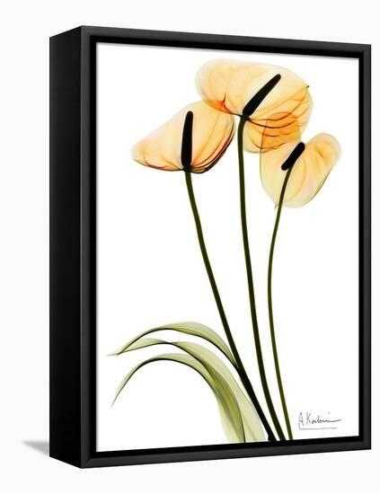 Anthurium Portrait-Albert Koetsier-Framed Stretched Canvas