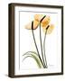 Anthurium Portrait-Albert Koetsier-Framed Art Print